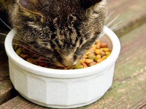 cat food 